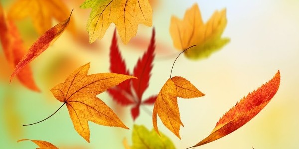 Autumn Awakening