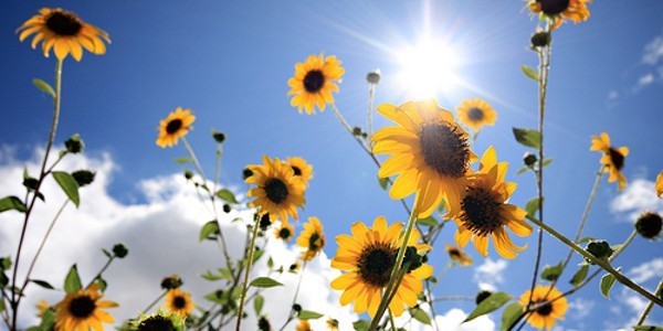 Summer Sensations