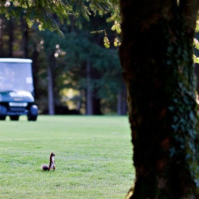 Squirrel enjoying the fairway views