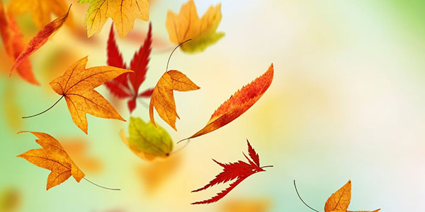 Autumn Awakening