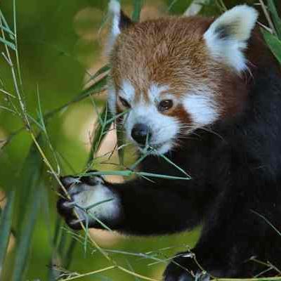 Fota Wildlife Park