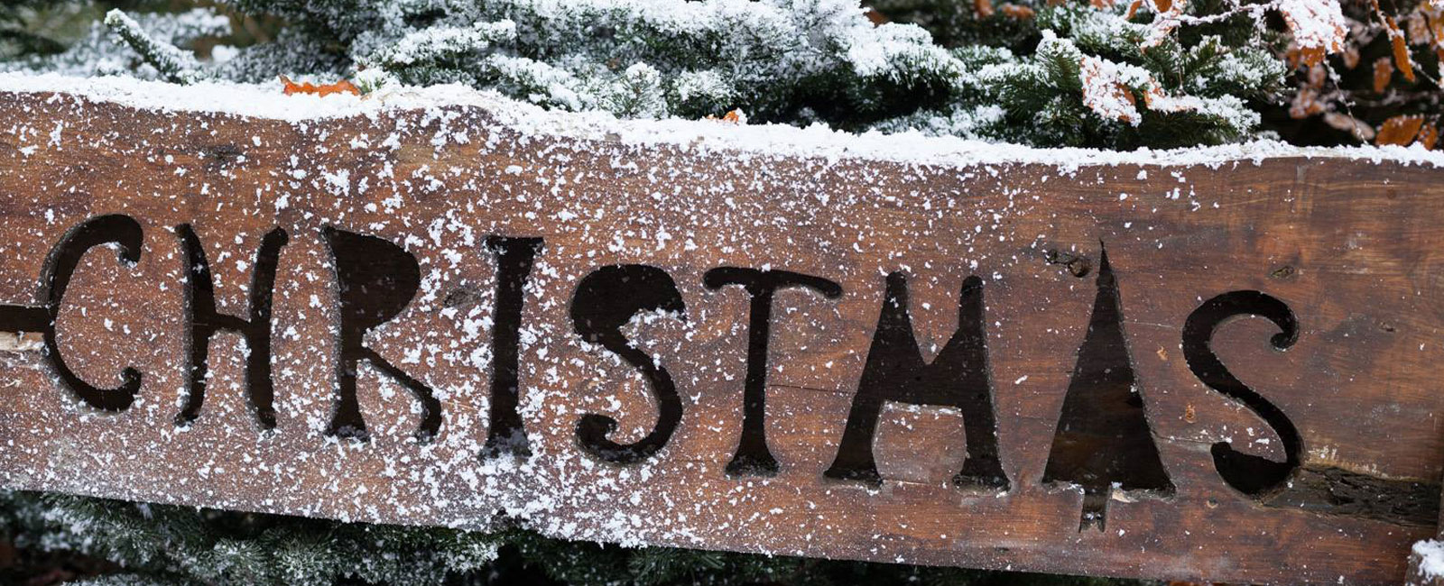 Fota Discover Christmas Experience