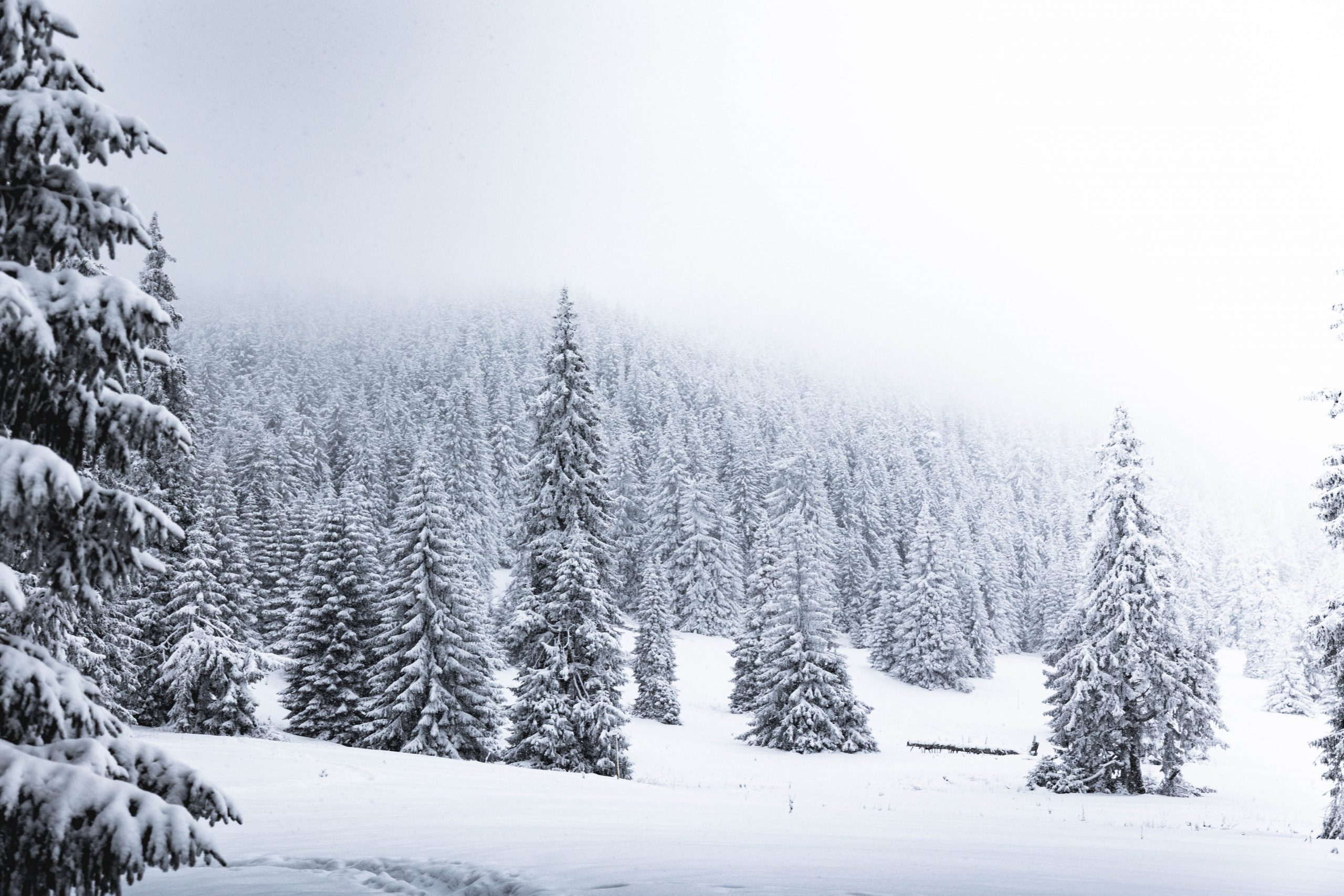 winter wellness