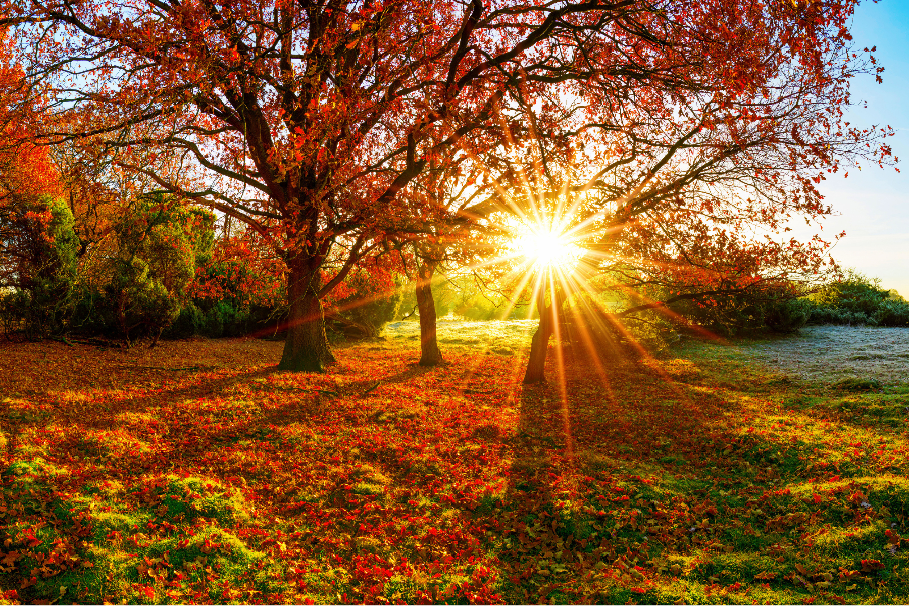 Sun peeking through brown leaves on trees