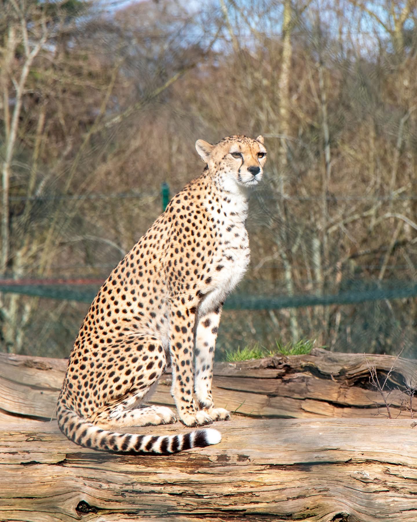 Cheetah staring into the distance at Fota Wildlife Park