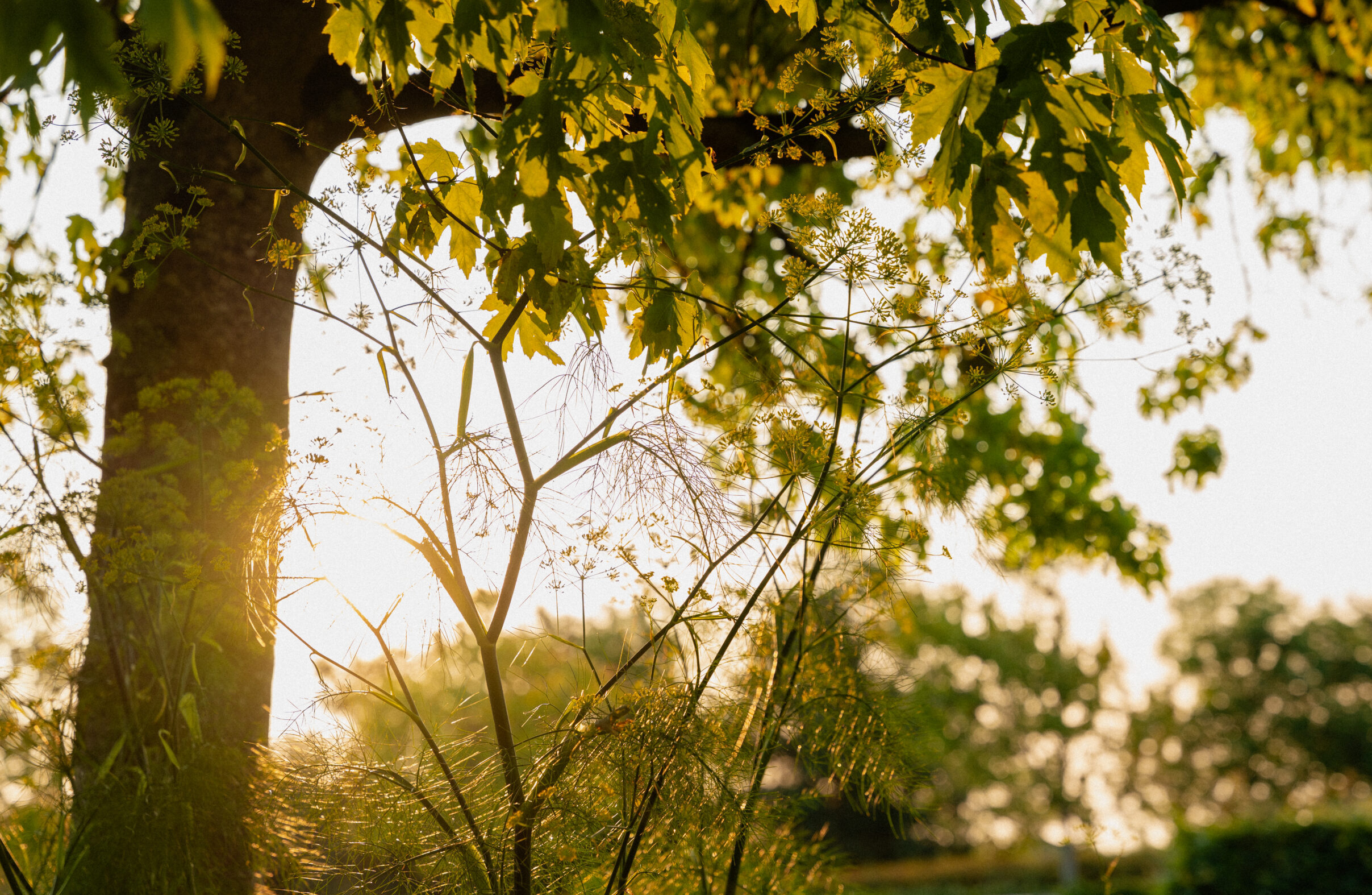Up close shot of leaves on tree at Fota Island Resort