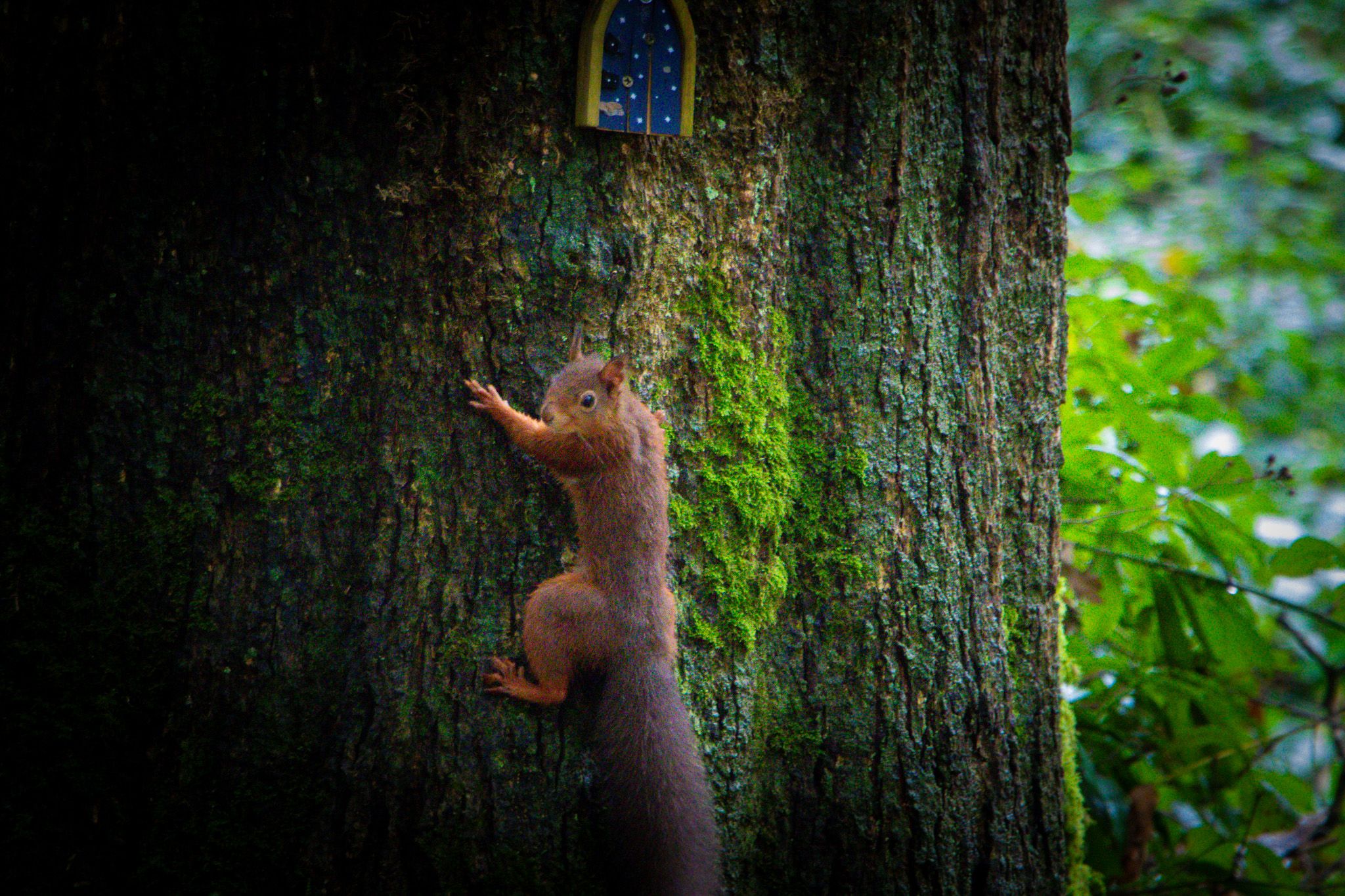 Squirrel up-close image looking into lens at Fota Island Resort