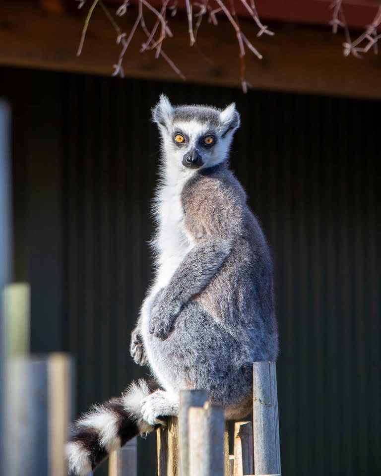 Animal looking into camera at Fota Wildlife Park