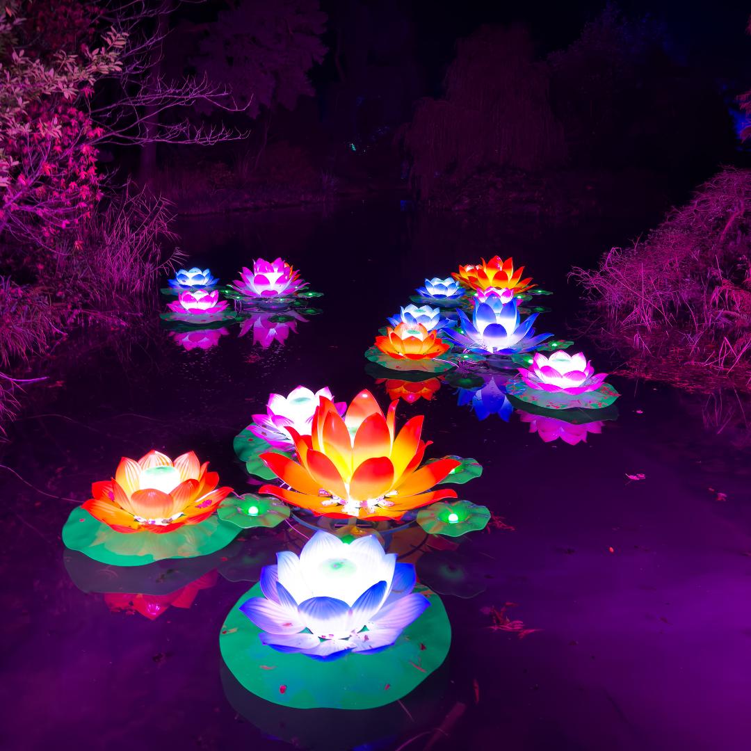 Flower petals lit up