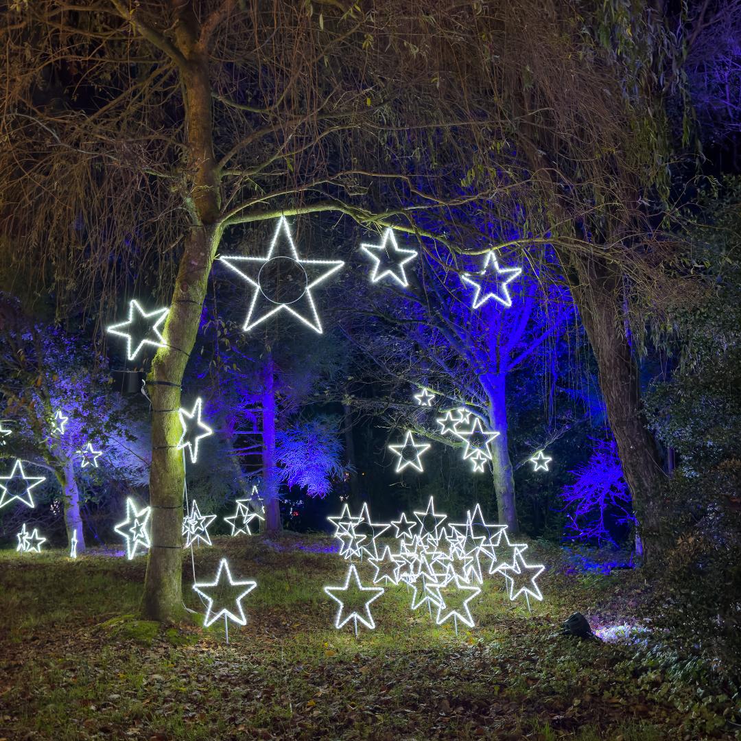star lights hanging form trees