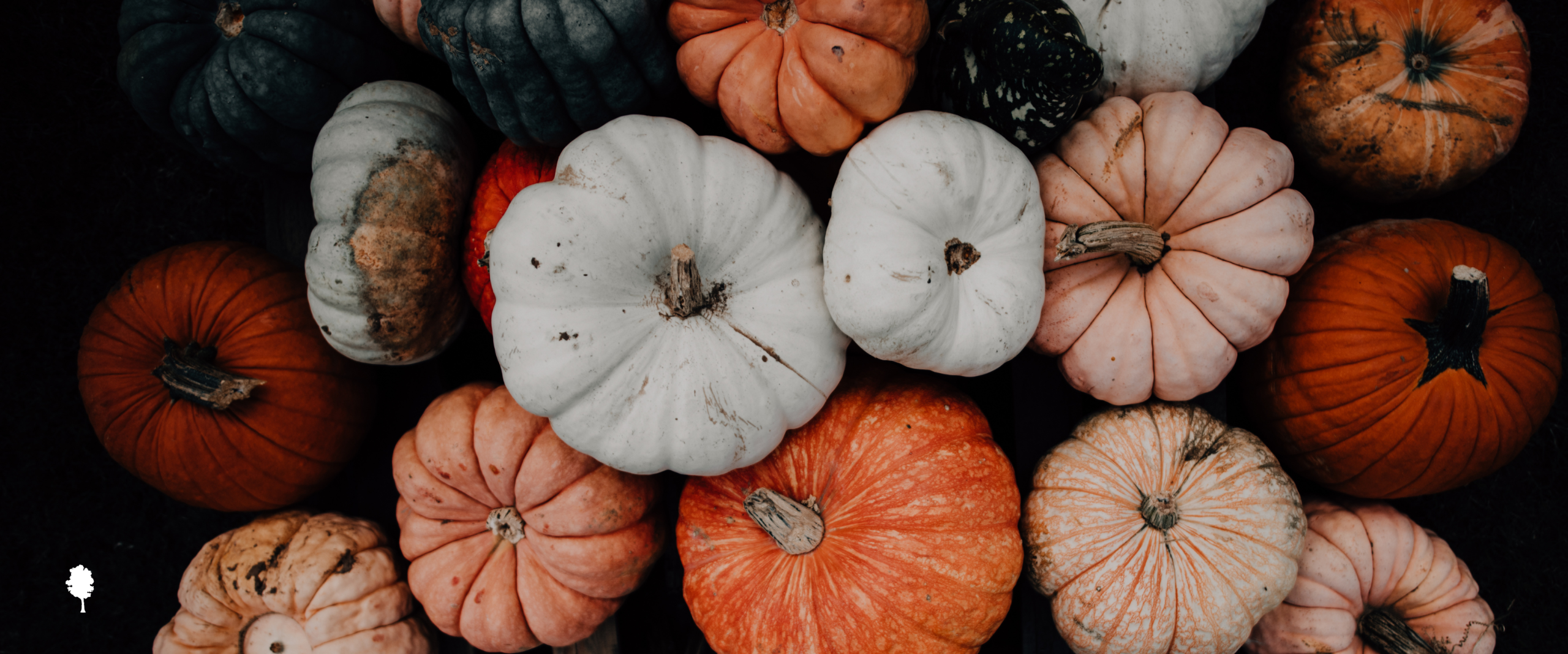 Collection of pumpkins shot from top down